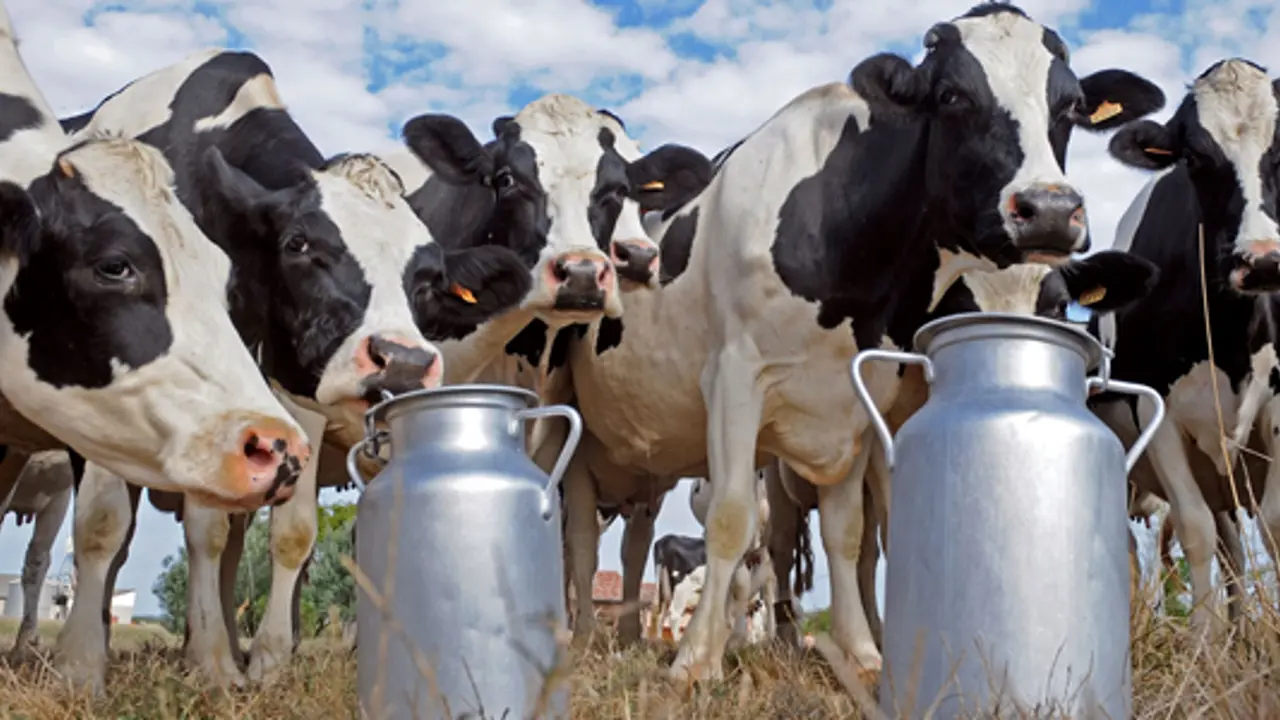 Should we let dairy farmers be #MilkedDry ?