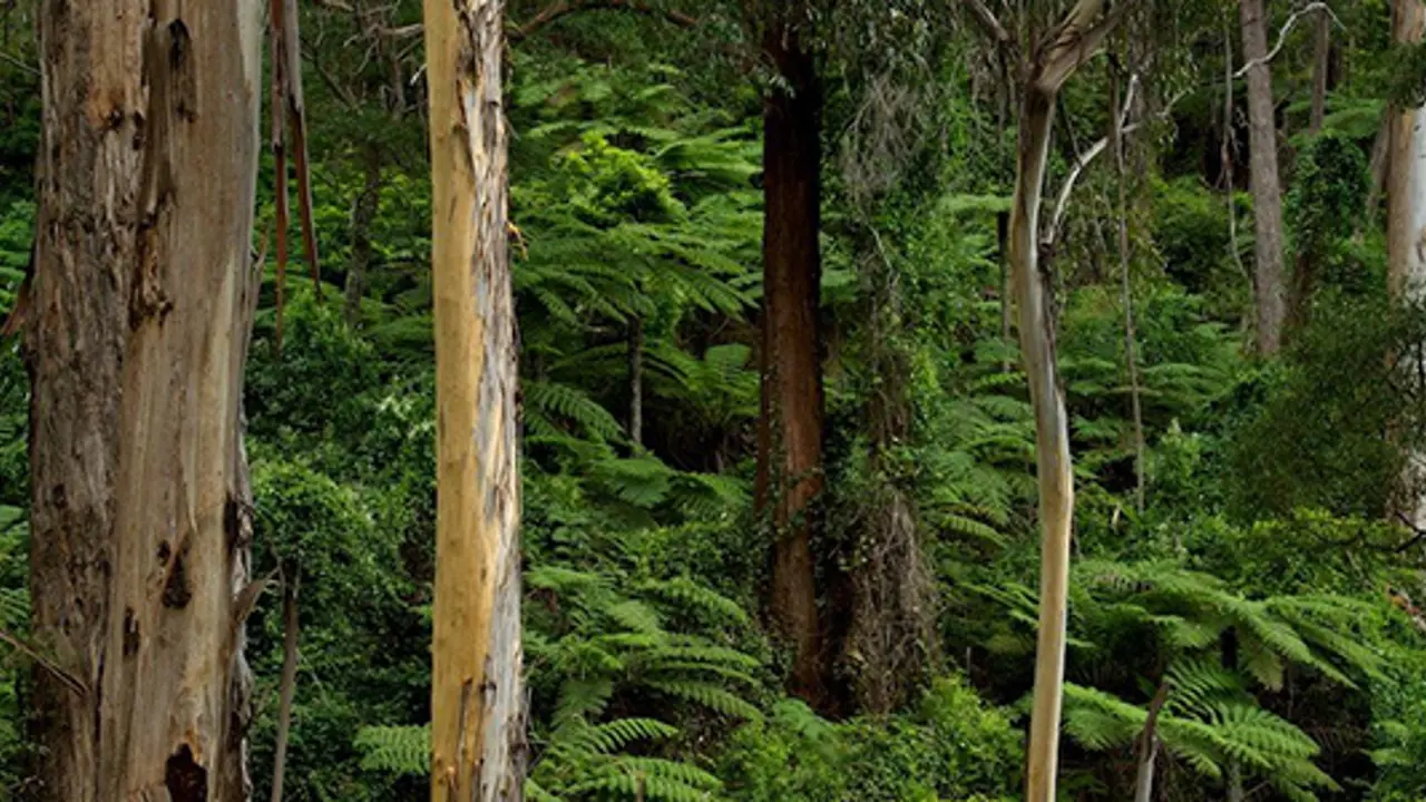 Forests of South East NSW still need protection