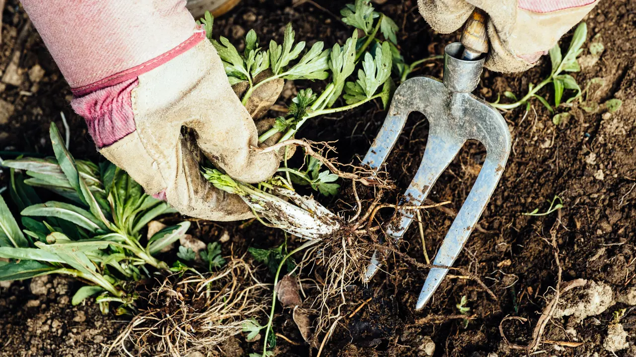 What can plants tell us about creation?
