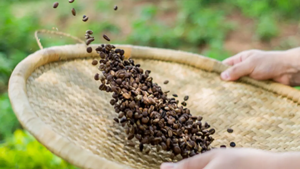 Fairtrade fortnight begins