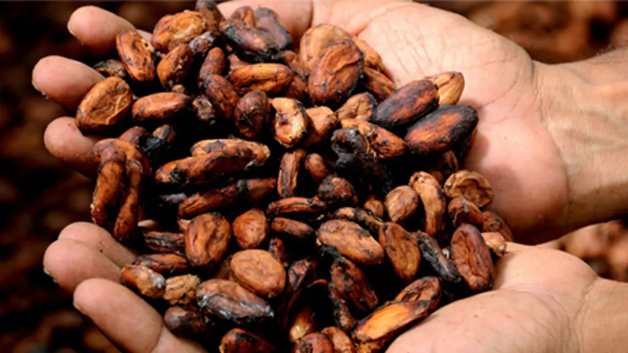 Easter Campaign To Give Cocoa Farmers A Living Wage