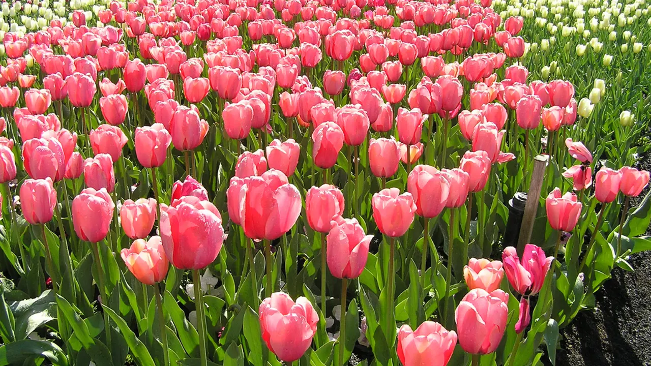 Tuggeranong to provide a symbol of hope during Floriade